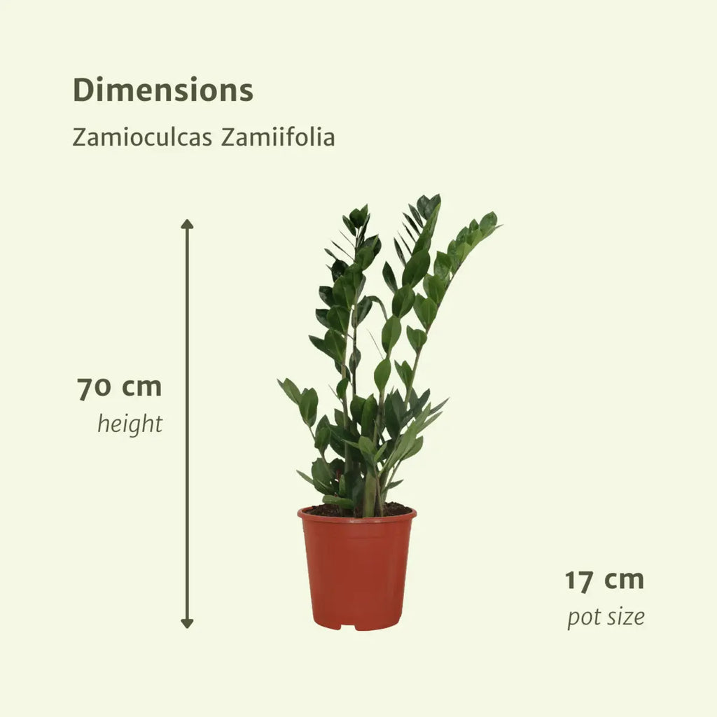 2x Zamioculcas Zamifolia - Emerald Palm - 70 cm - Ø17 MEERgroothandel Planten
