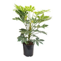 Fatsia japonica spiderweb | [P24-H75] MEERgroothandel Planten