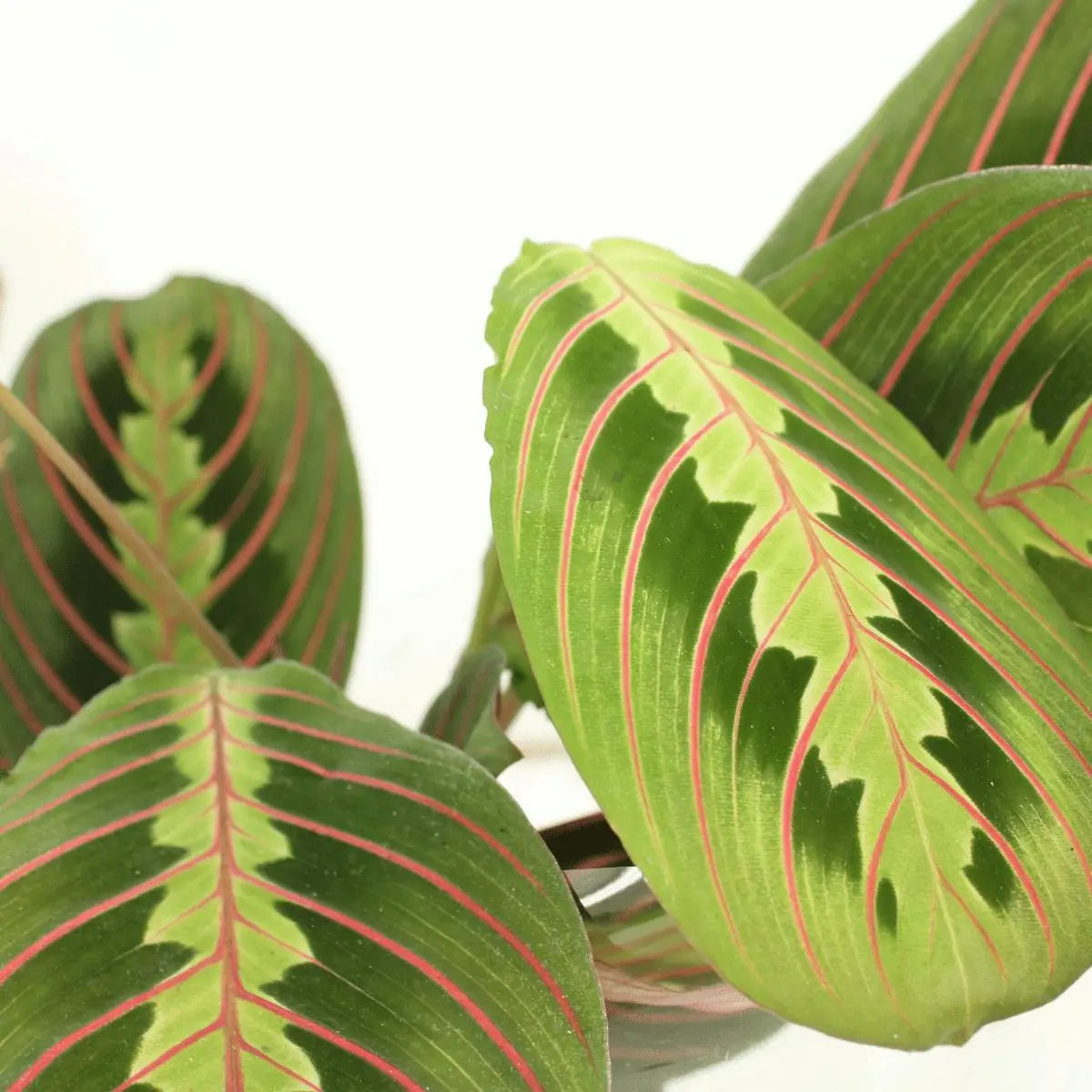 2x Maranta Fascinator - PijlWortel - 20 cm - Ø12 MEERgroothandel Planten