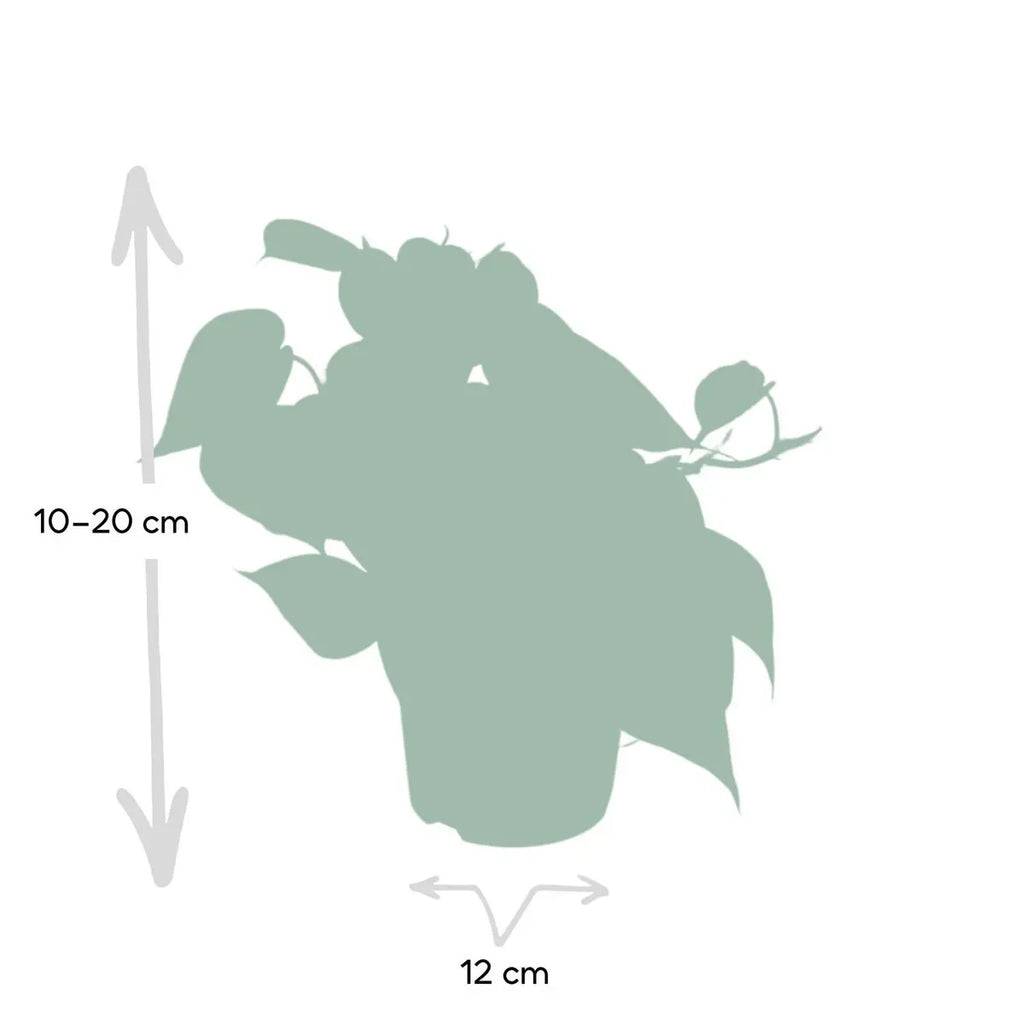 Philodendron Scandens – immergrünes Grün für deine Wohlfühloase | Ø12cm - ↕15cm - Pille Gartenwelt