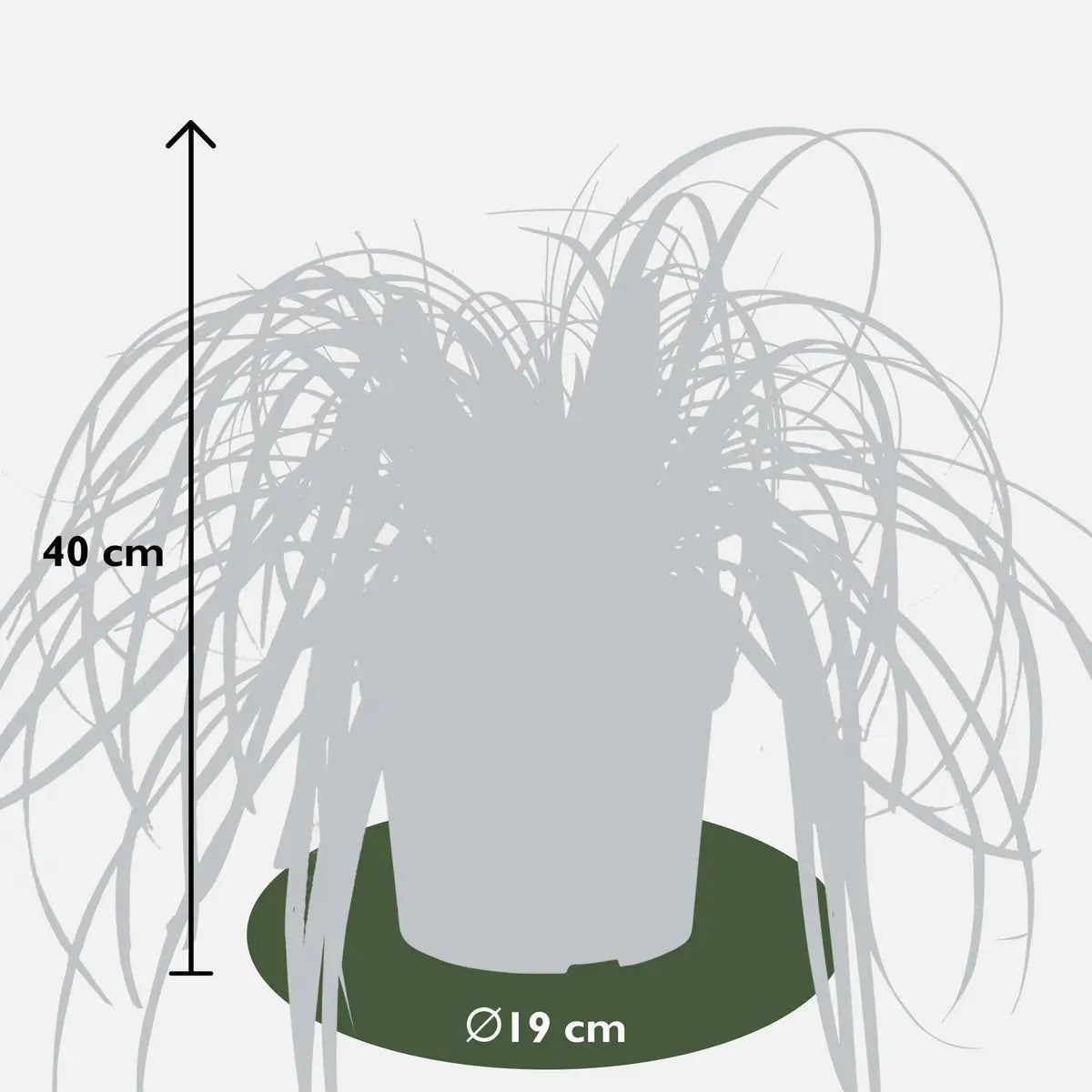 Carex 'Feather Falls' - ↕40cm - Ø19 | dekorative wintergrüne Segge