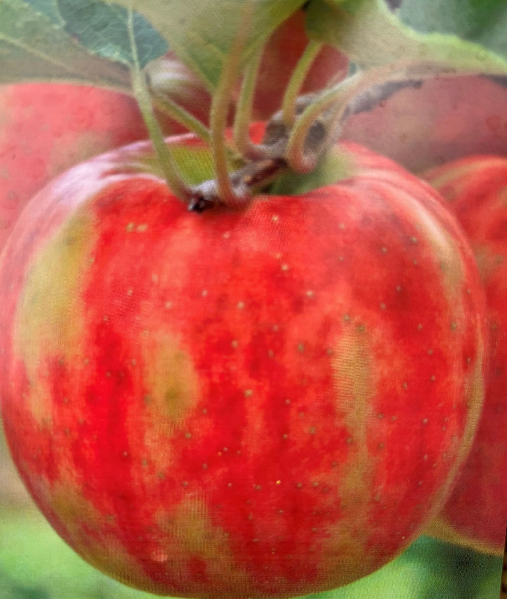 Karneval Apfel Apfelbaum Obstbaum 120-150 cm zweifarbig gestreift saftig NEU - Pille Gartenwelt