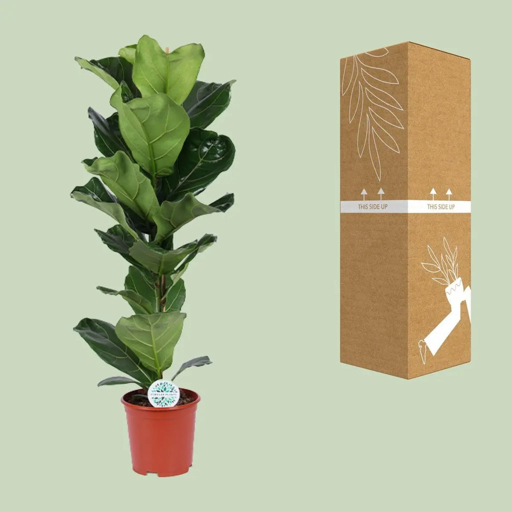 Geigenfeige | Ficus lyrata - Ø21CM - ↕90 cm