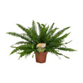Boston-Farn Nephrolepis Green Lady - Ø17cm - ↕40 cm