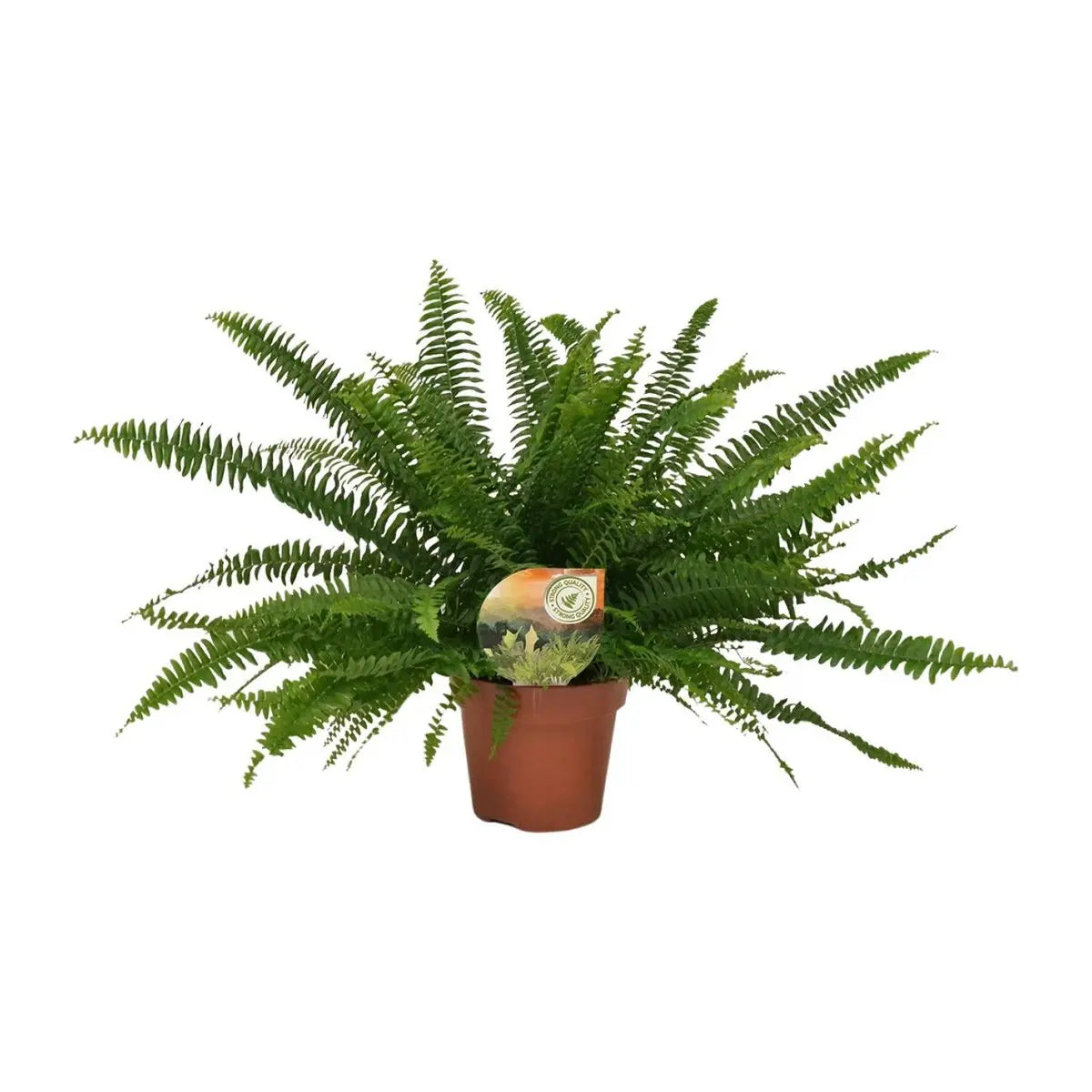 Boston-Farn Nephrolepis Green Lady - Ø17cm - ↕40 cm
