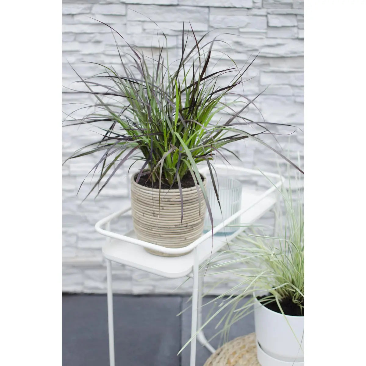 Pennisetum advena 'Summer Samba'  'Sommer Samba' - Ø19cm - ↕50cm | Lampenputzer Gras