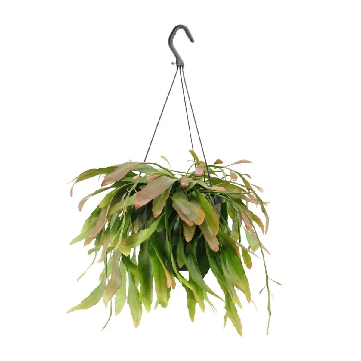 Rhipsalis Red Coral - Ø17cm - ↕25 cm MEERgroothandel Planten