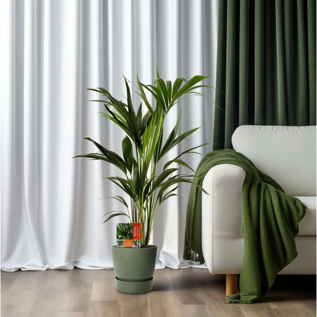 Palme Howea Leinets - Ø19cm - ↕100 cm | Kentia Palme
