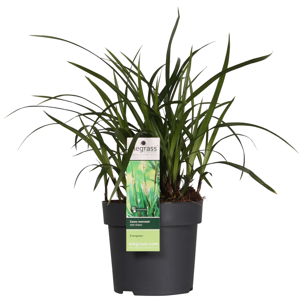 Carex Morrowii Irish Green - Ø14 cm - ↕30 cm | Zier-Gras