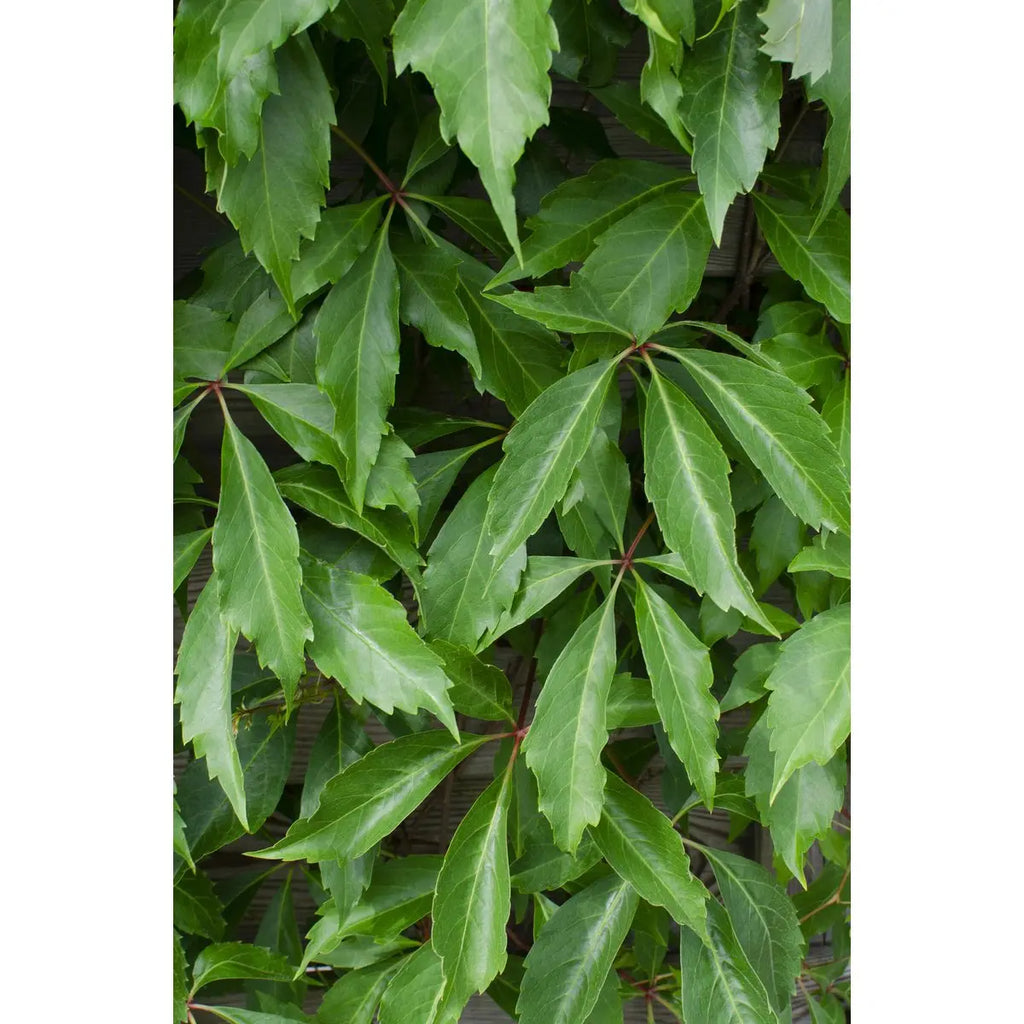 Wilder Wein Parthenocissus quinquefolia 'Engelmannii' – selbsthaftend, schnellwachsend, rote Herbstfärbung - Pille Gartenwelt