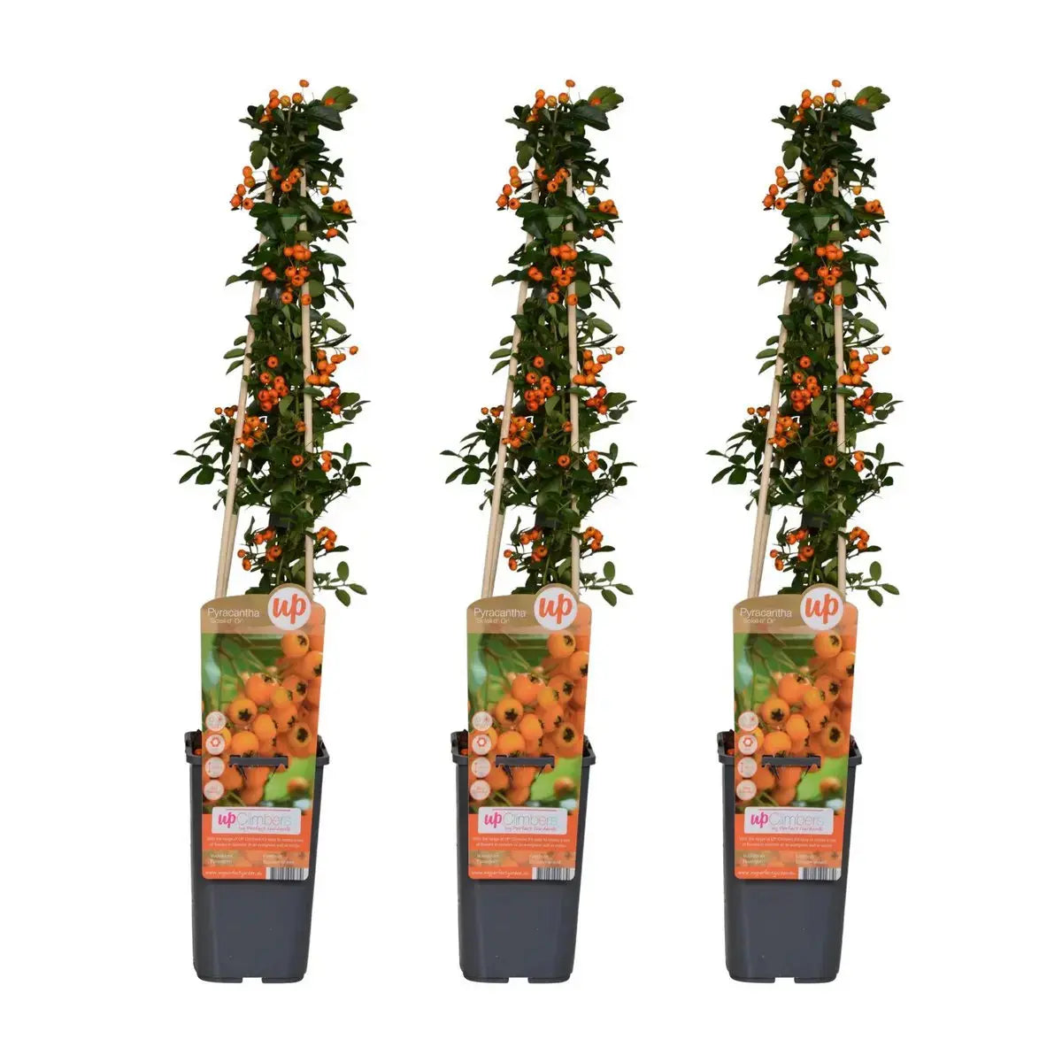 3x - Pyraicaner Sole of Dor ' - ↨65cm - Ø15 MEERgroothandel Planten