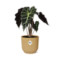 Alocasie „Polly“ in Elho -Vibes Falten Sie 14 cm Geel MEERgroothandel Planten