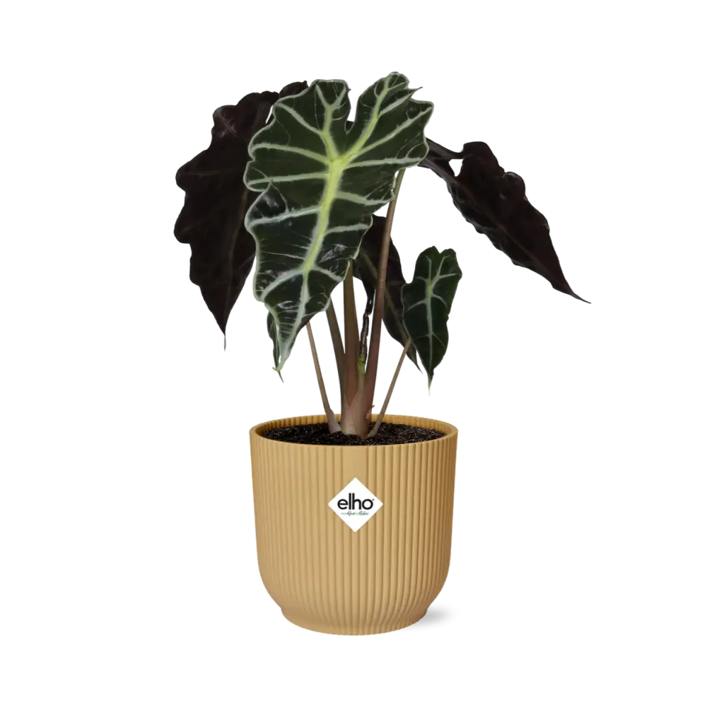 Alocasie „Polly“ in Elho -Vibes Falten Sie 14 cm Geel MEERgroothandel Planten