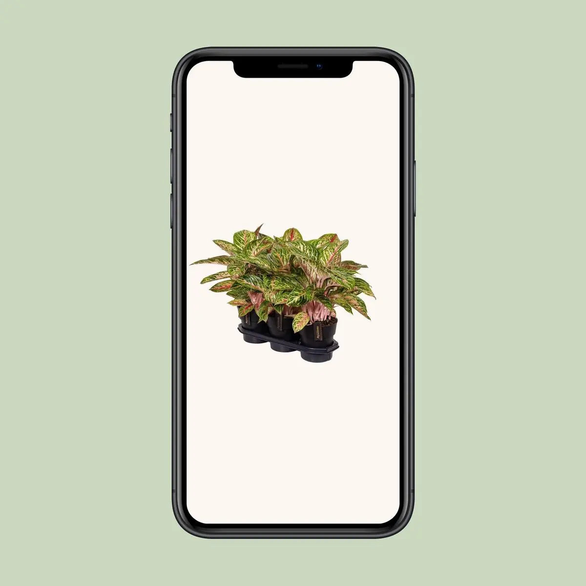 Aggalema Coco Mlont [P19-H60] MEERgroothandel Planten