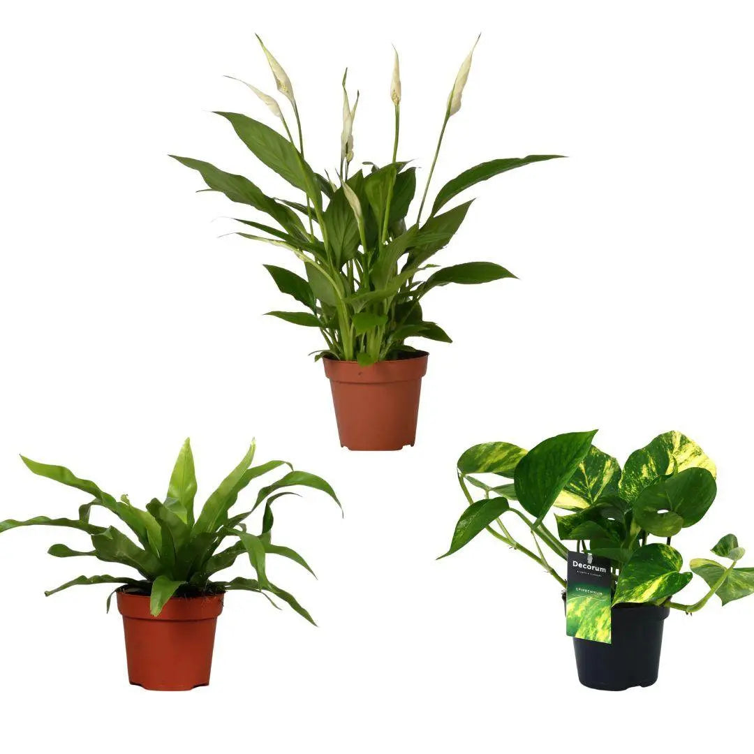 Luft -Untermischung - 3 Teile - Ø12cm - ↕20/45 cm MEERgroothandel Planten