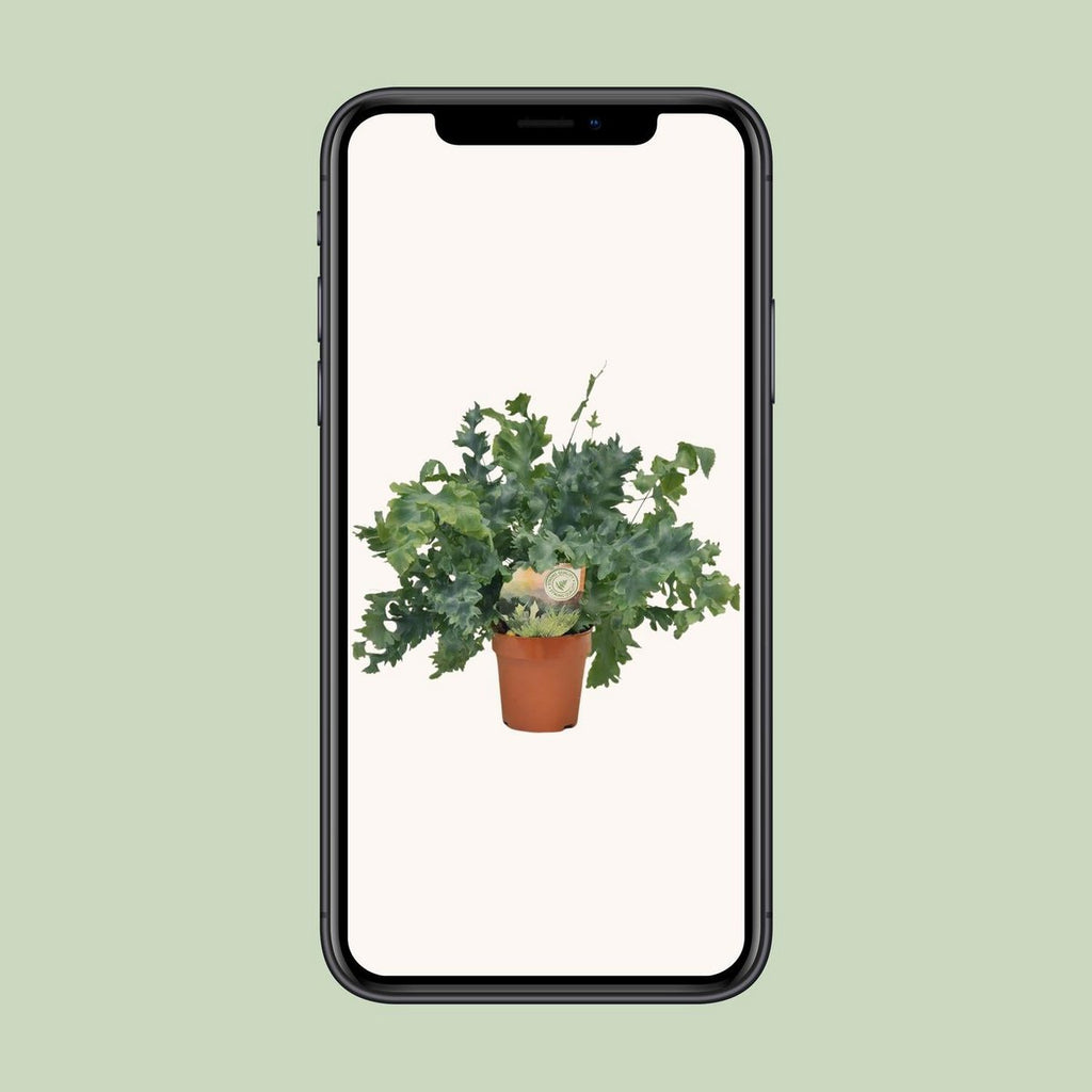 Golden Polypody Farn Ø12 cm ca. 35 cm Zimmerfarn goldgrün pflegeleicht