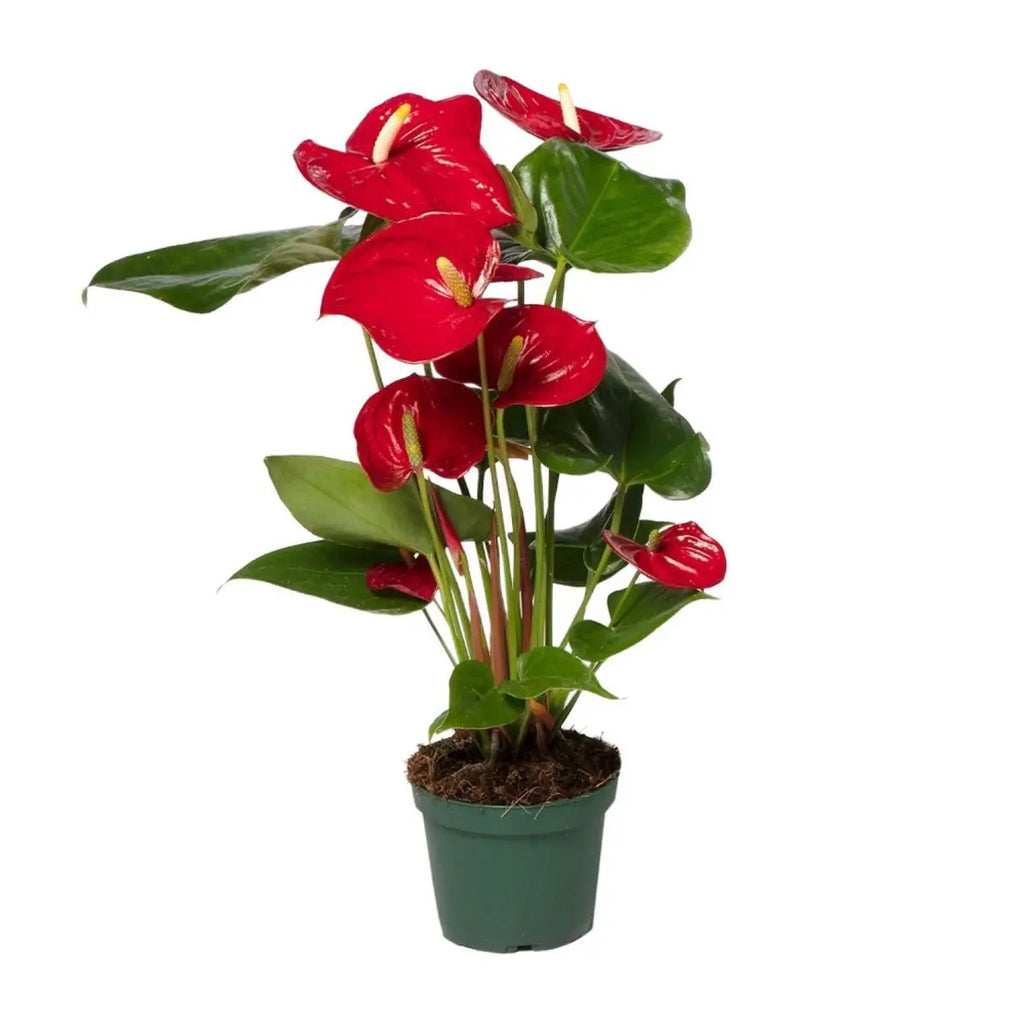 Flamingoblume Anthurium andreanum ‘Nevada’ - Ø12cm - ↕40 cm