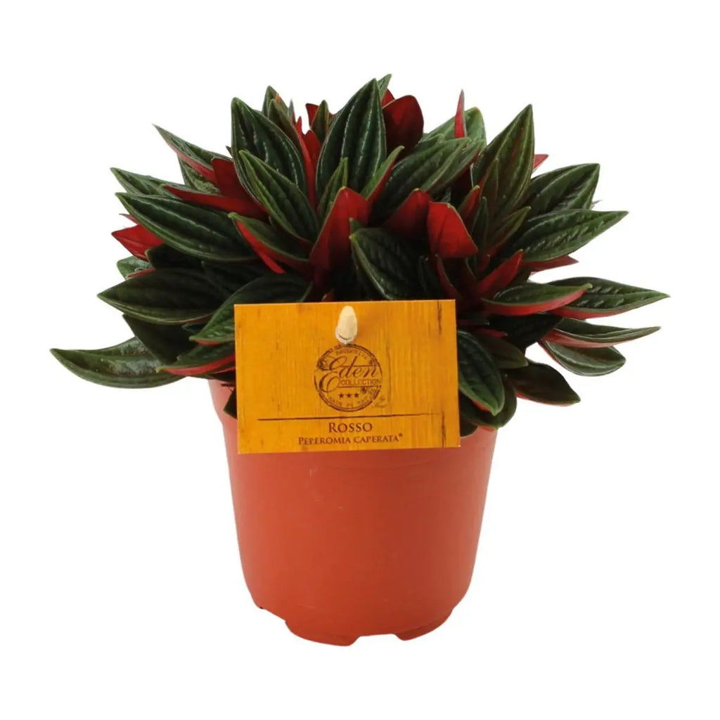 Rote Kaperata -Peperomie - Ø11cm - ↕15cm