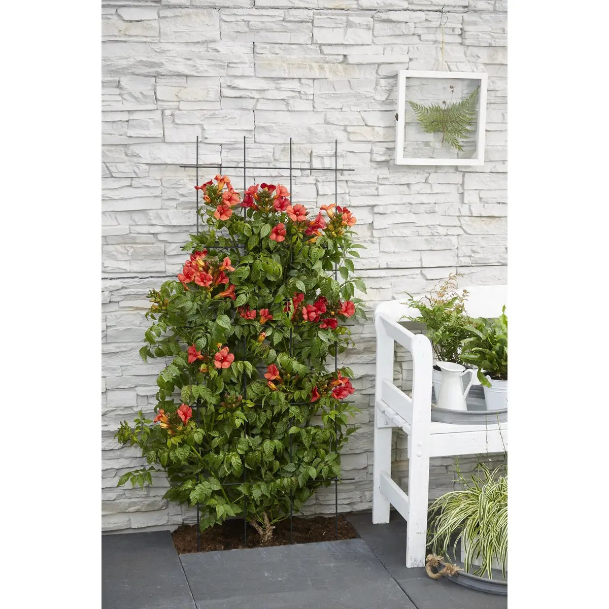 Trompetenblume Campsis Summer Jazz Fire Trompete - Ø15 cm - ↕65 cm