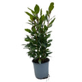Spathiphyllum 'Winner' | Einblatt |  Ø14cm - ↕35cm - Pille Gartenwelt