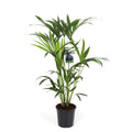 „Kentia-Palme Zimmerpflanze – sattgrün, weich gefiedert, tropischer Look“