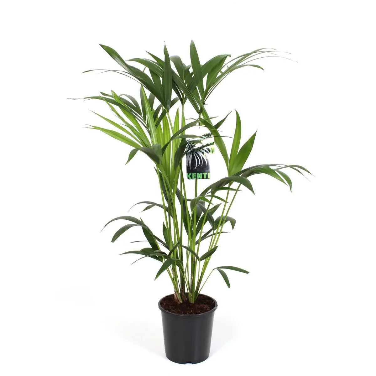„Kentia-Palme Zimmerpflanze – sattgrün, weich gefiedert, tropischer Look“