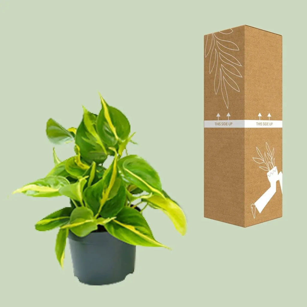 Philodendron Brasil - Ø12cm - ↕15cm - Pille Gartenwelt