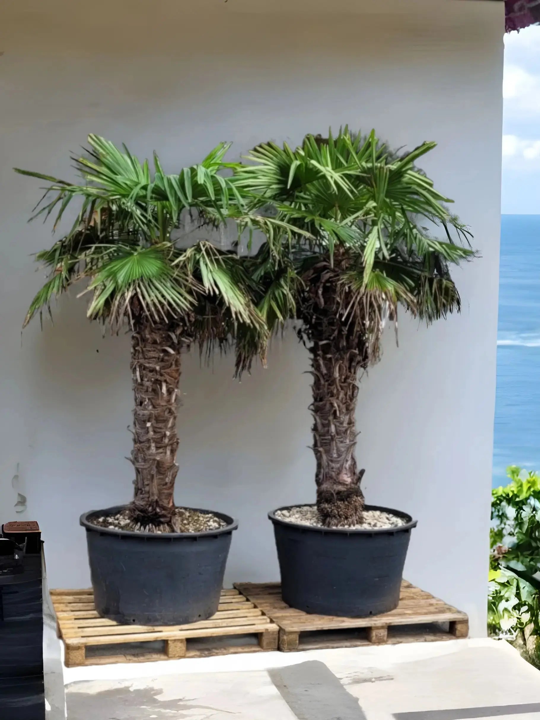 Trachycarpus fortunei - Chinesische Hanfpalme aus Freilandzucht