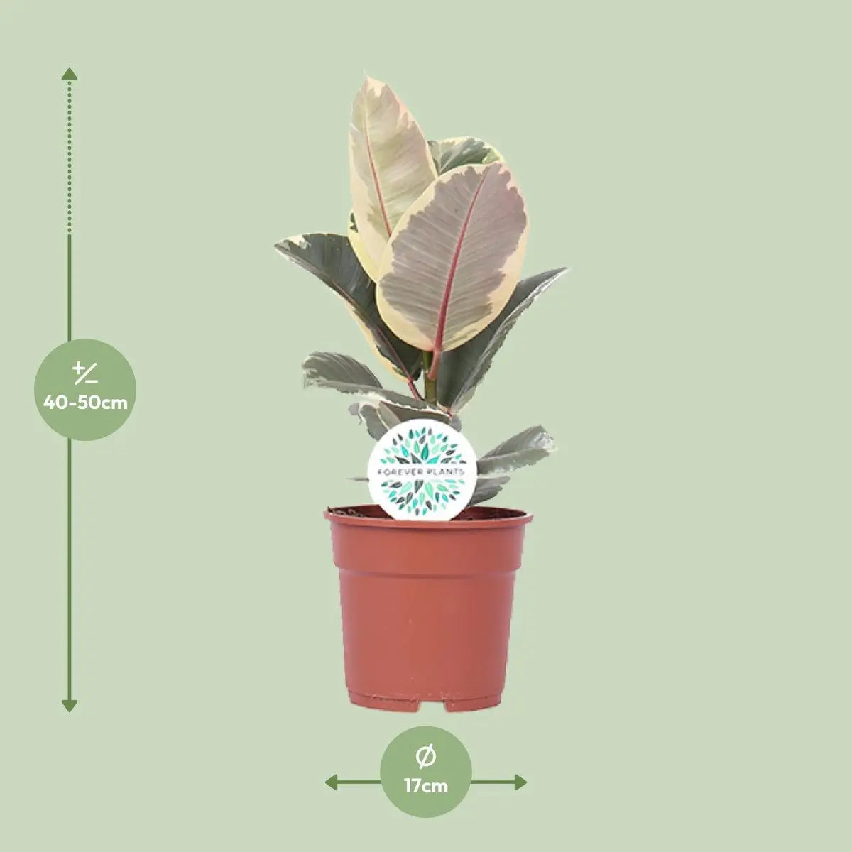 Ficus elastica Tineke - Ø17cm - ↕50 cm | Buntlaubiger Gummibaum