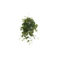 Cissus Ellen Danic - Ø17cm - ↕70cm MEERgroothandel Planten