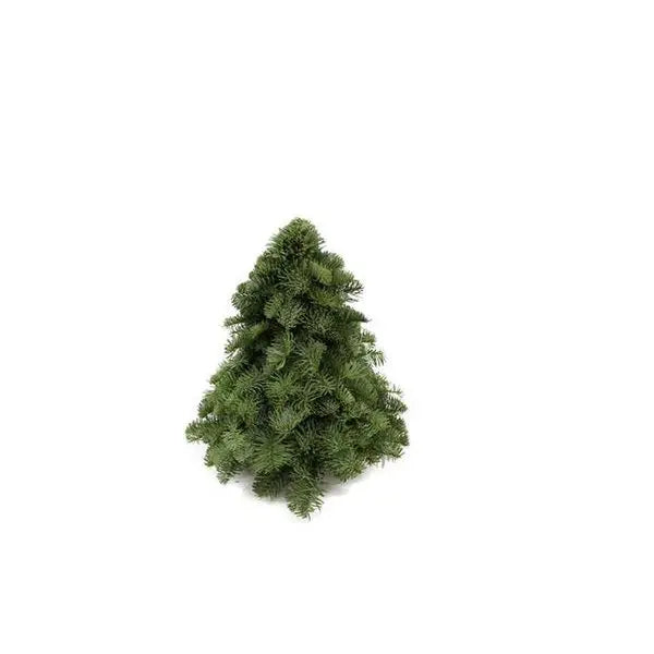 Nobilis Weihnachtsbaum – dicht & kompakt, stabile Äste, feiner Tannenduft - Pille Gartenwelt