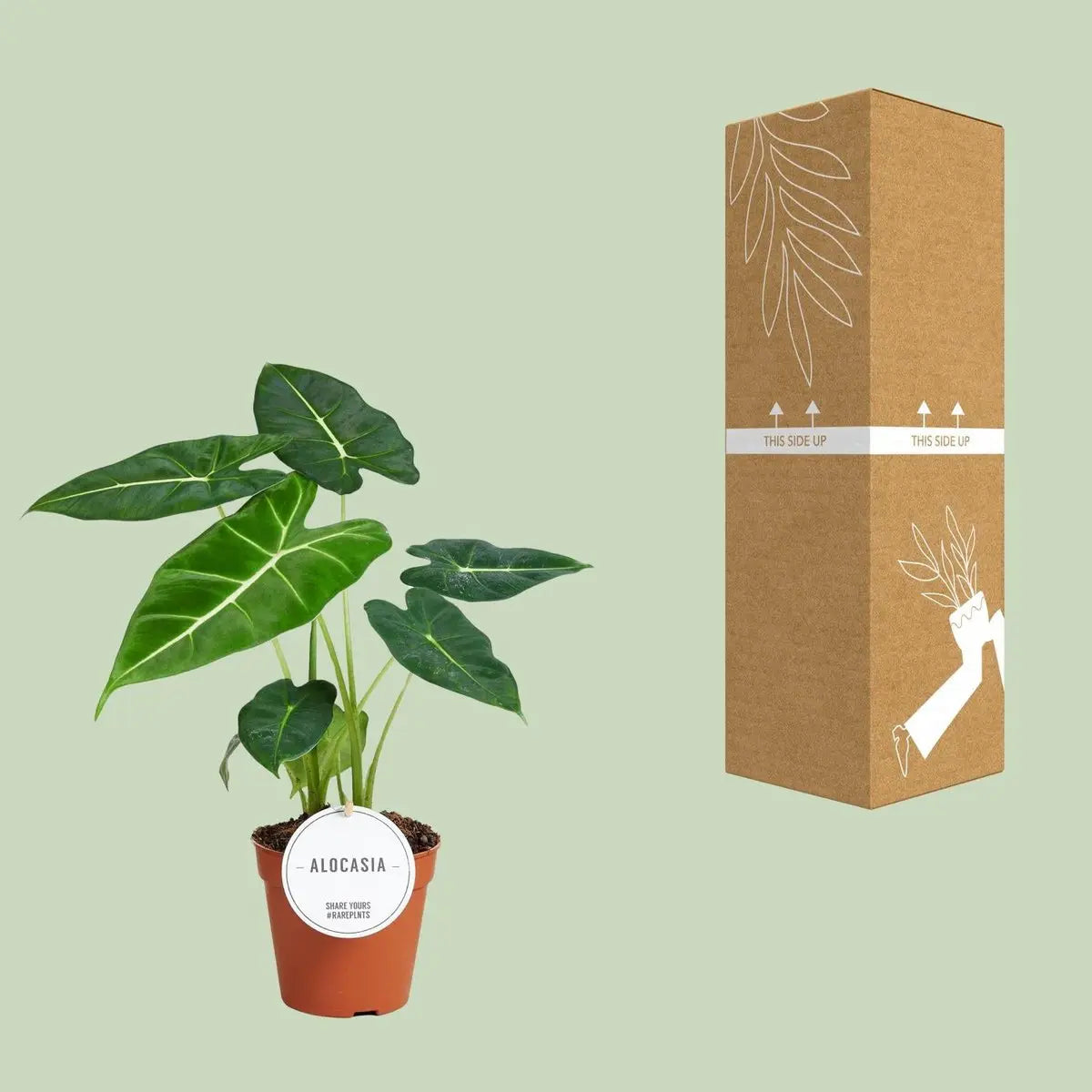 Alocasia Frydek - Ø12CM - ↕35 cm