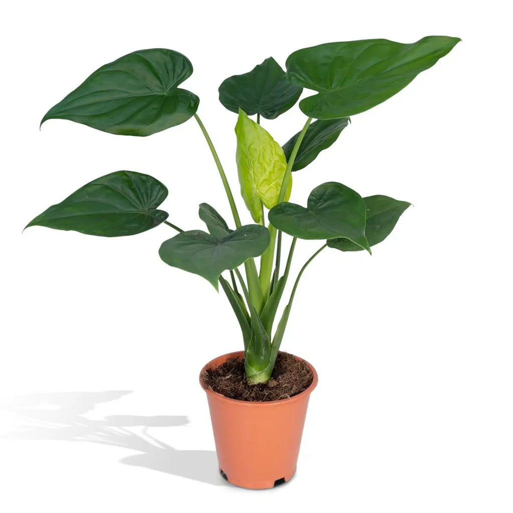 Alocasia Cucullata - Elefantenohr - Ø19cm -↕ 55cm MEERgroothandel Planten