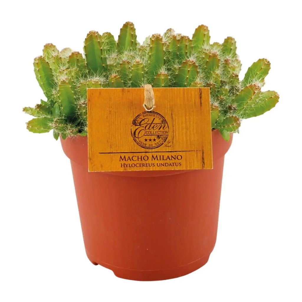 Hylocereus undatus - Ø11cm - ↕15cm MEERgroothandel Planten