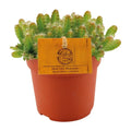 Hylocereus undatus - Ø11cm - ↕15cm MEERgroothandel Planten