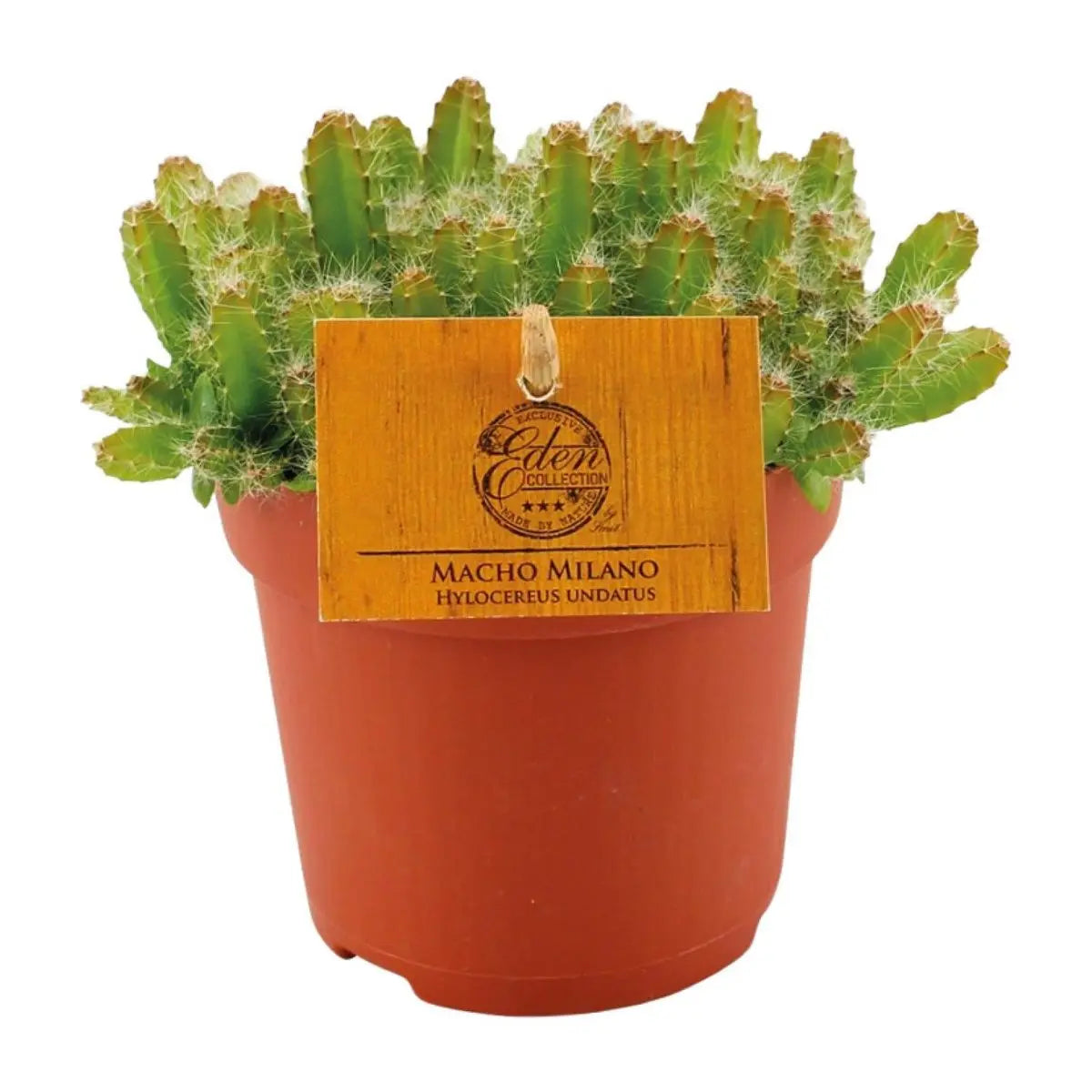 Hylocereus undatus - Ø11cm - ↕15cm MEERgroothandel Planten