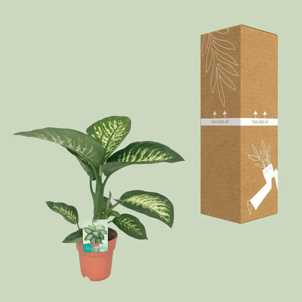 Dieffenbachia Seguine Tropic Snow - Ø19cm - ↕70 cm - Pille Gartenwelt