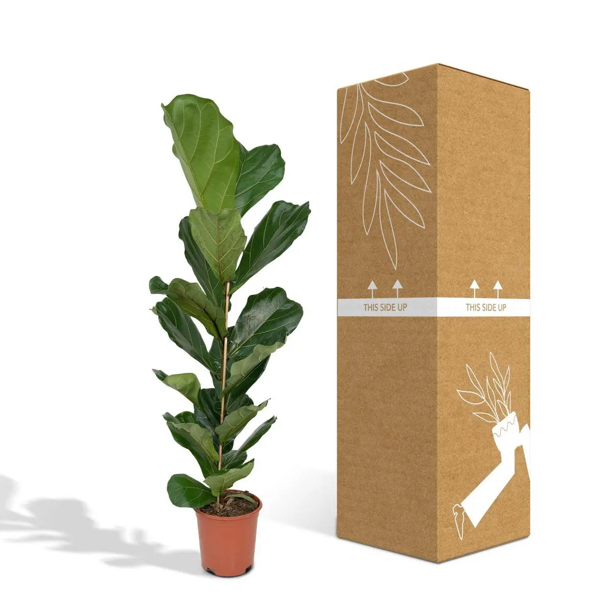 Ficus Lyrata - Gummipflanze - Ø21cm - ↕100cm MEERgroothandel Planten