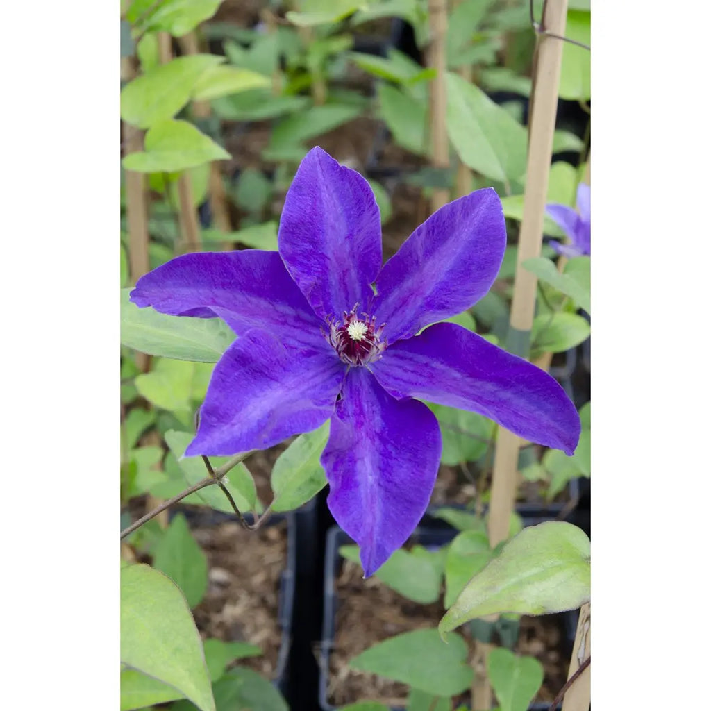 Clematis 'the President' Kletterpflanze schnellwachsend - Ø15 cm - ↕65 cm - Pille Gartenwelt