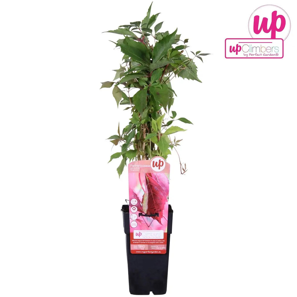 Wilder Wein Parthenocissus quinquefolia 'Engelmannii' – selbsthaftend, schnellwachsend, rote Herbstfärbung - Pille Gartenwelt