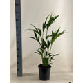 „Epiphyllum anguliger Fishbone Cactus – Ø21 cm – ca. 60 cm – Pille Gartenwelt“