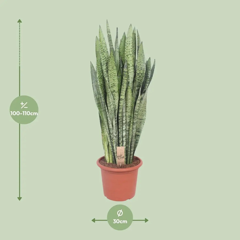 Sansevieria zeylanica | [P30-H110] MEERgroothandel Planten