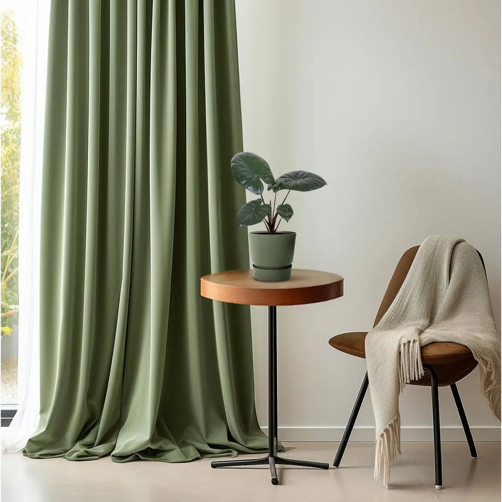 Alocasia Chocolate Green [P12-H27] | Exotisches Blattwerk
