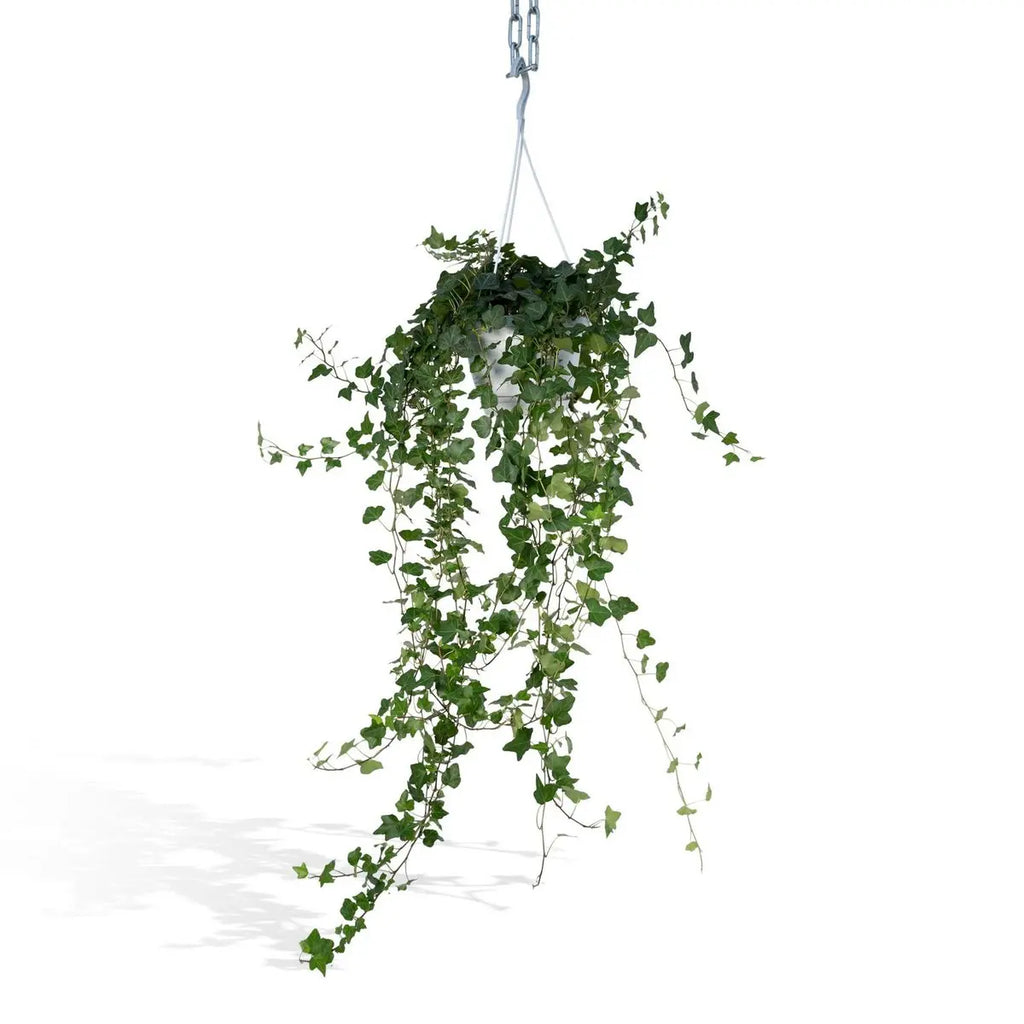 Hedera Wonder Green Hang - Efeu - Ø17cm - ↕70cm MEERgroothandel Planten