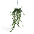 Hedera Wonder Green Hang - Efeu - Ø17cm - ↕70cm MEERgroothandel Planten