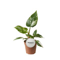 Philodendron White Princess - Ø12CM - ↕30 cm
