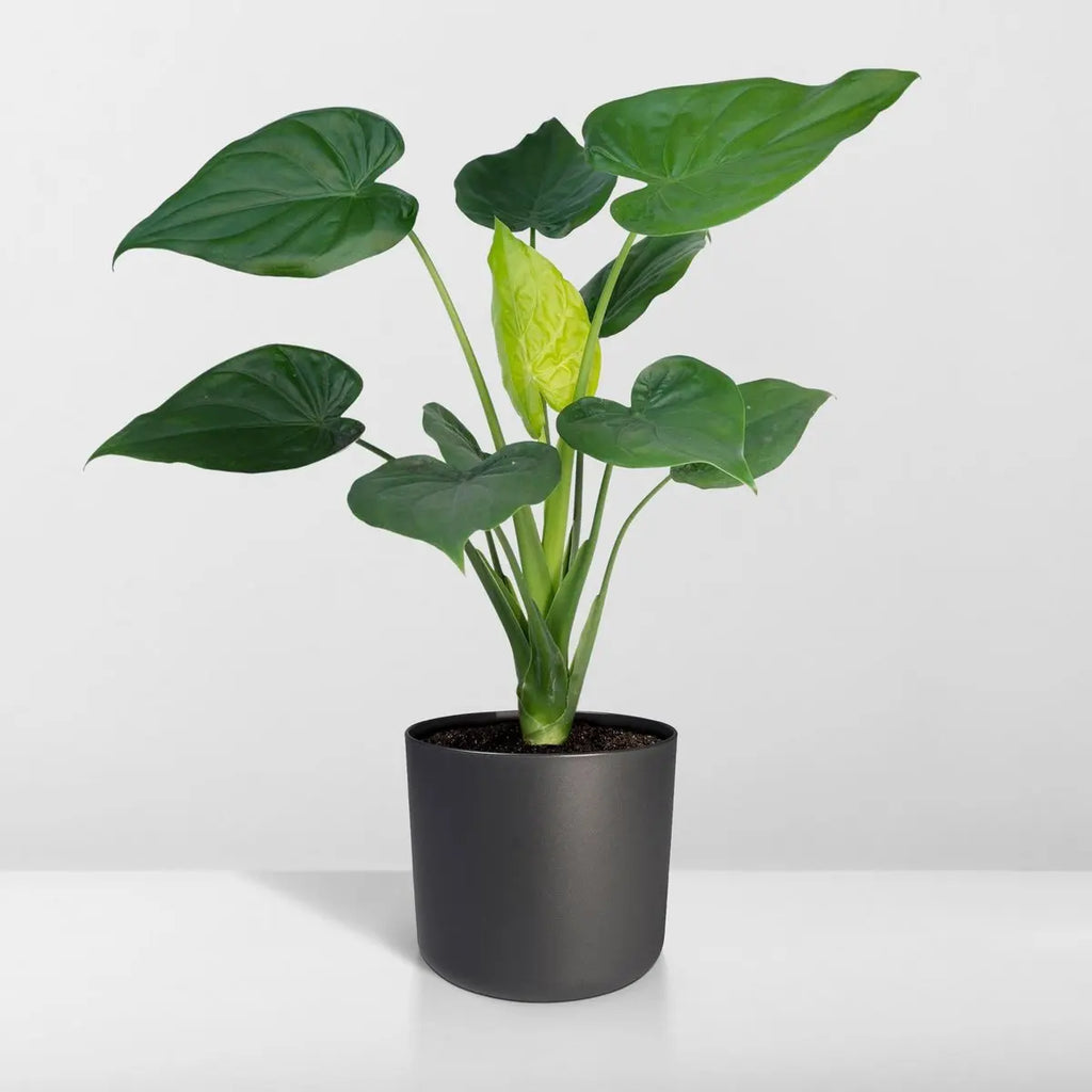 Alocasia Cucullata - Elefantenohr - Ø19cm -↕ 55cm MEERgroothandel Planten