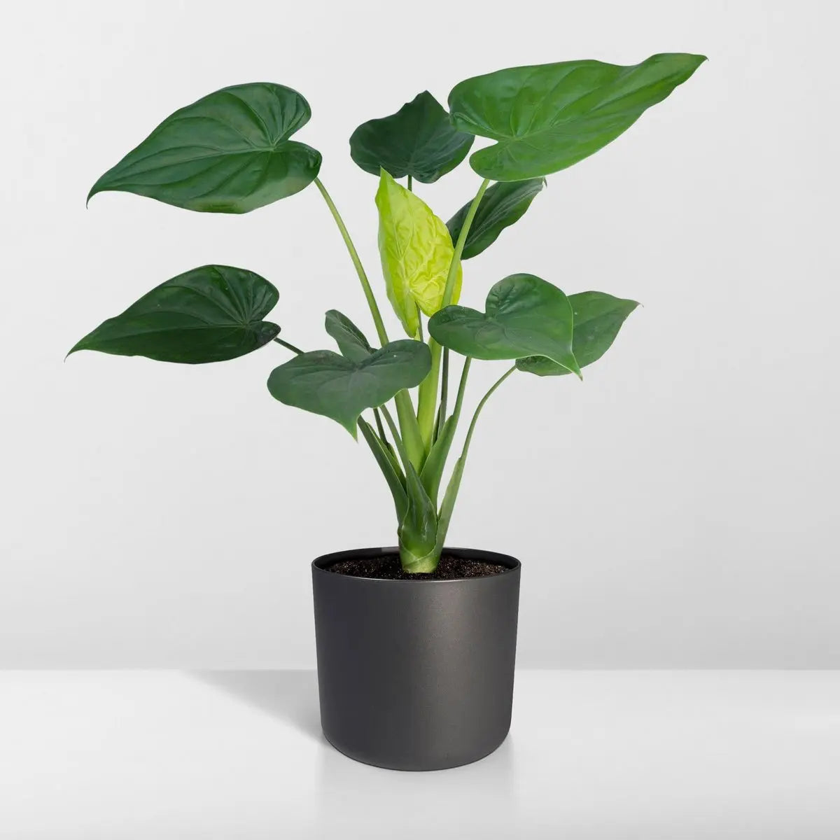 Alocasia Cucullata - Elefantenohr - Ø19cm -↕ 55cm MEERgroothandel Planten