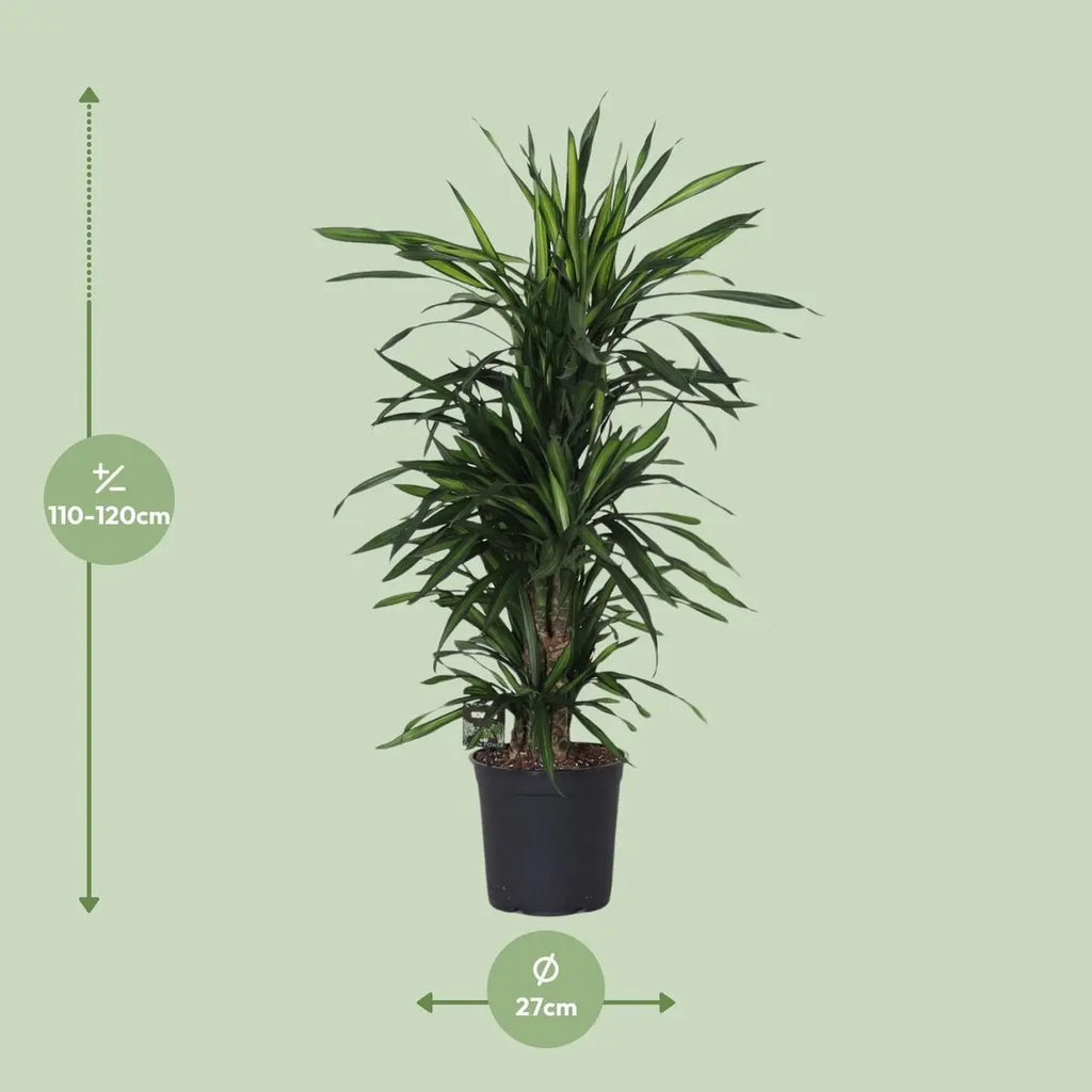 Dracaena Fragrans optimal verzweigt | P27 Pflanztopf, ca. H120 cm Höhe bei Lieferung - Pille Gartenwelt