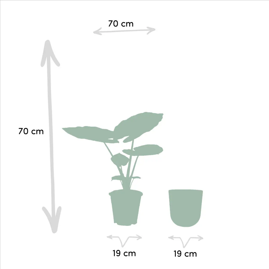 Alocasia macrorrhiza im Topf Mayk Blei – Ø19cm, ca. 70cm - Pille Gartenwelt